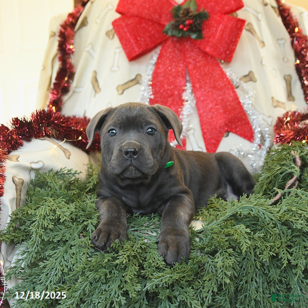 Cane Corso dogs for sale: Peaches - Ad 3