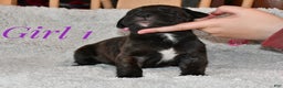 Great Dane dogs for sale: Girl black - Ad 4