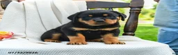 Rottweiler dogs for sale: Roxy - Ad 4