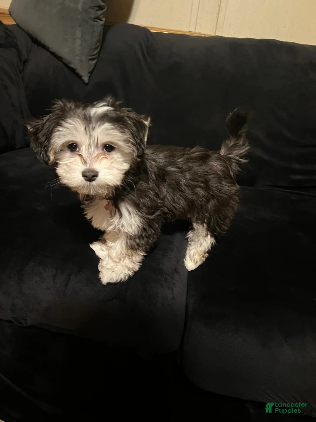 Gallery Image {{count}}