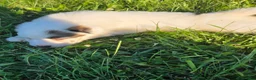 Great Pyrenees dogs for sale: John - Ad 4