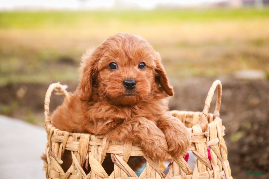 Cavapoo dogs for sale: Kash - Ad 7