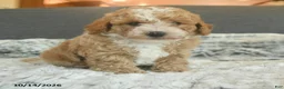 Toy Poodle dogs for sale: Yolo - Ad 3