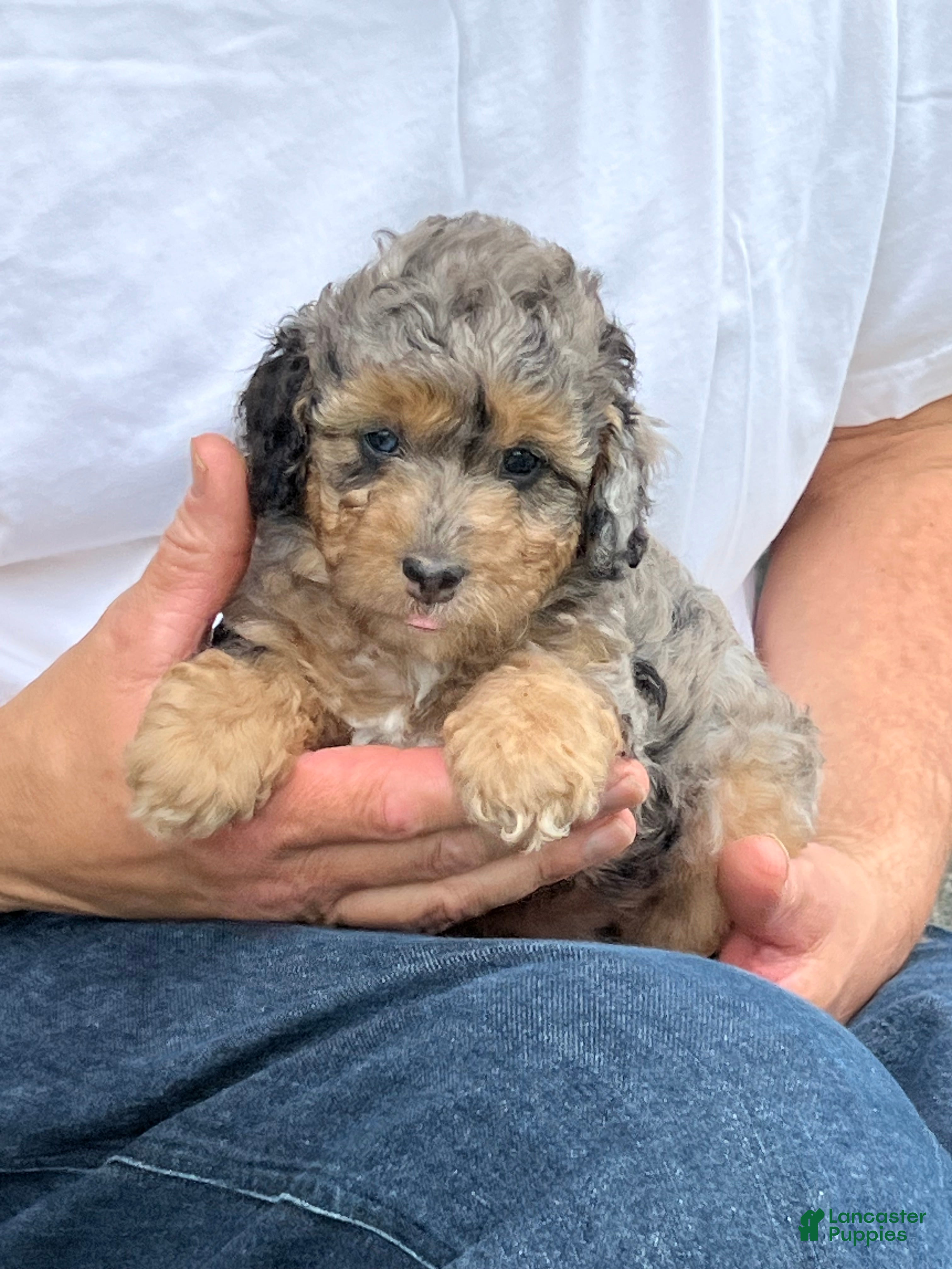 Mini Goldendoodle dogs Pepper Mini Goldendoodle Puppy  - Ad 2