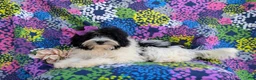 Havapoo dogs for sale: Shalene Hypoallergenic - Ad 4