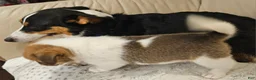Mixed Breed dogs for sale: Orpheus - Ad 11