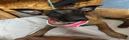 Belgian Malinois dogs for sale: Shadie - Ad 2
