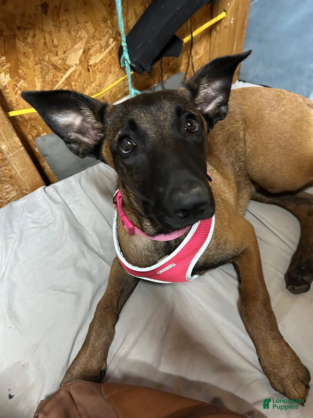 Belgian Malinois dogs for sale: Shadie - Ad 2