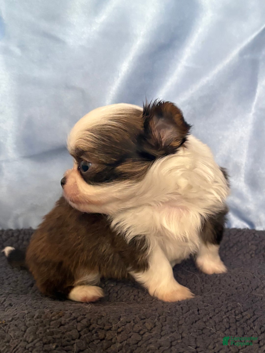 Chihuahua dogs for sale: Chihuahua Puppy 1 - Ad 3