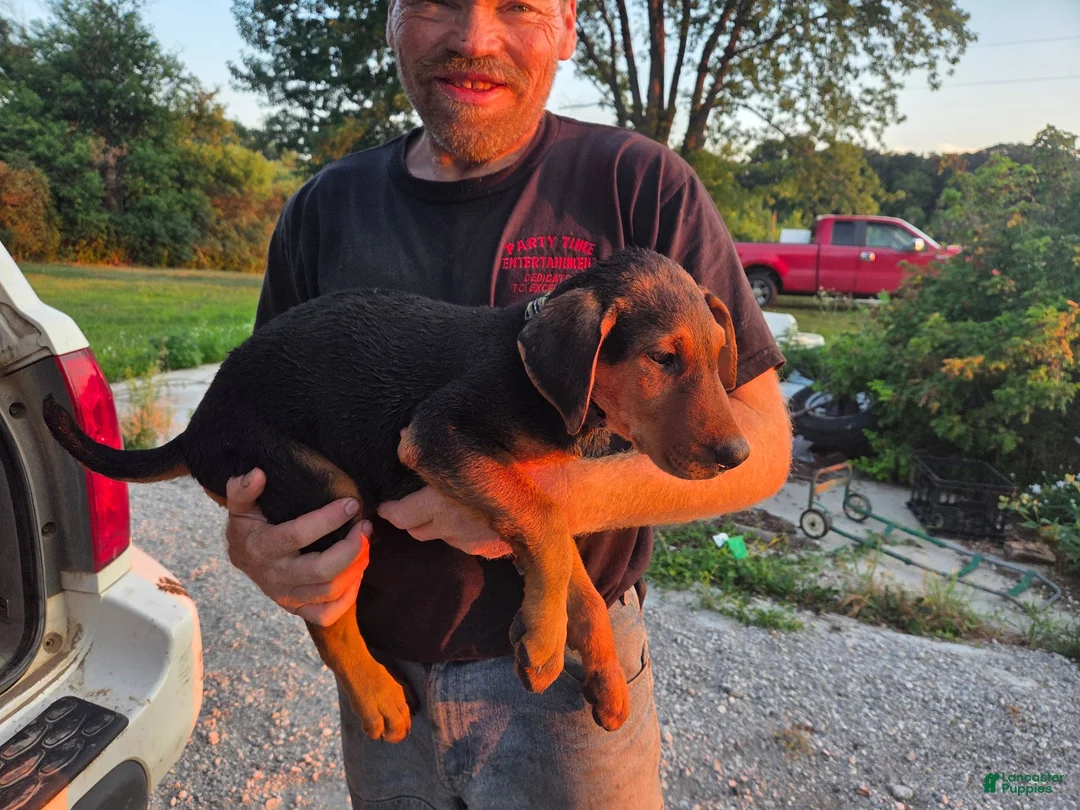Airedale Terrier dogs for sale: Airedale Terrier 2 - Ad 3