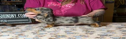 Miniature Dachshund dogs for sale: AKC Russian- Pra clear - Ad 7