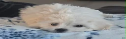 Maltese dogs for sale: Maltese Puppy 1 - Ad 2