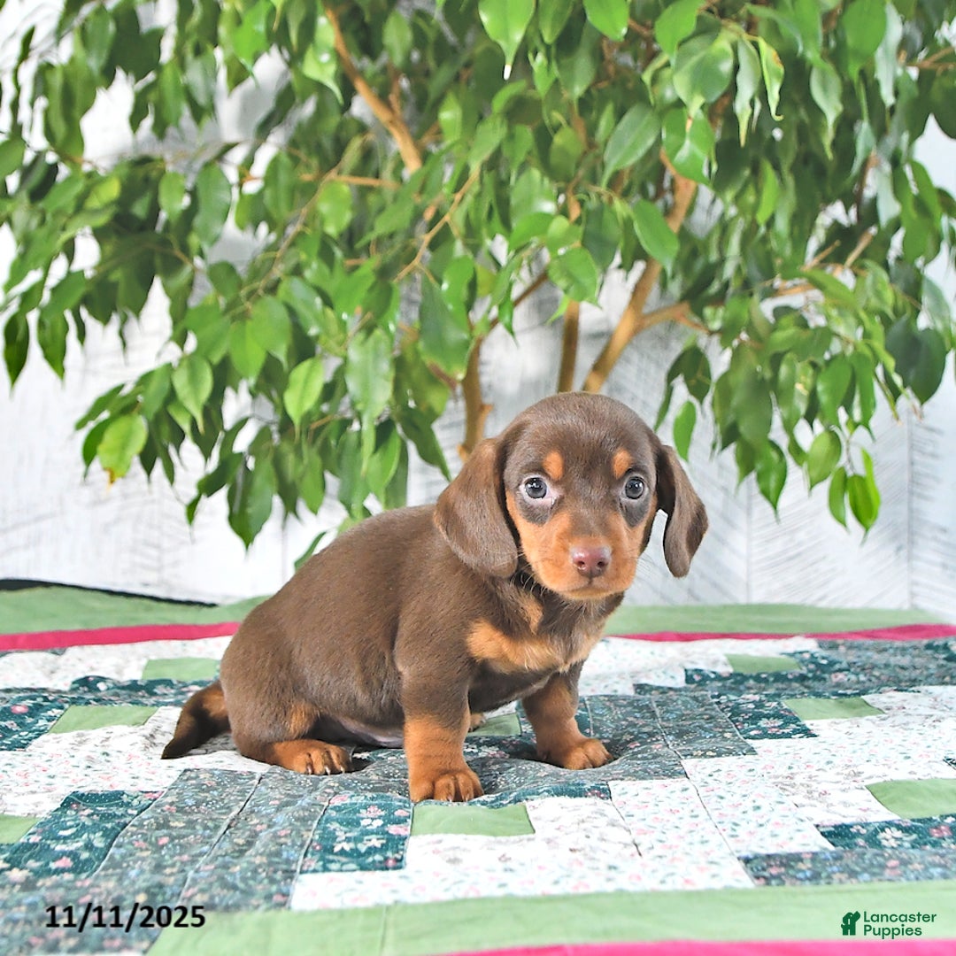 Miniature Dachshund dogs for sale: Bobby - Ad 2
