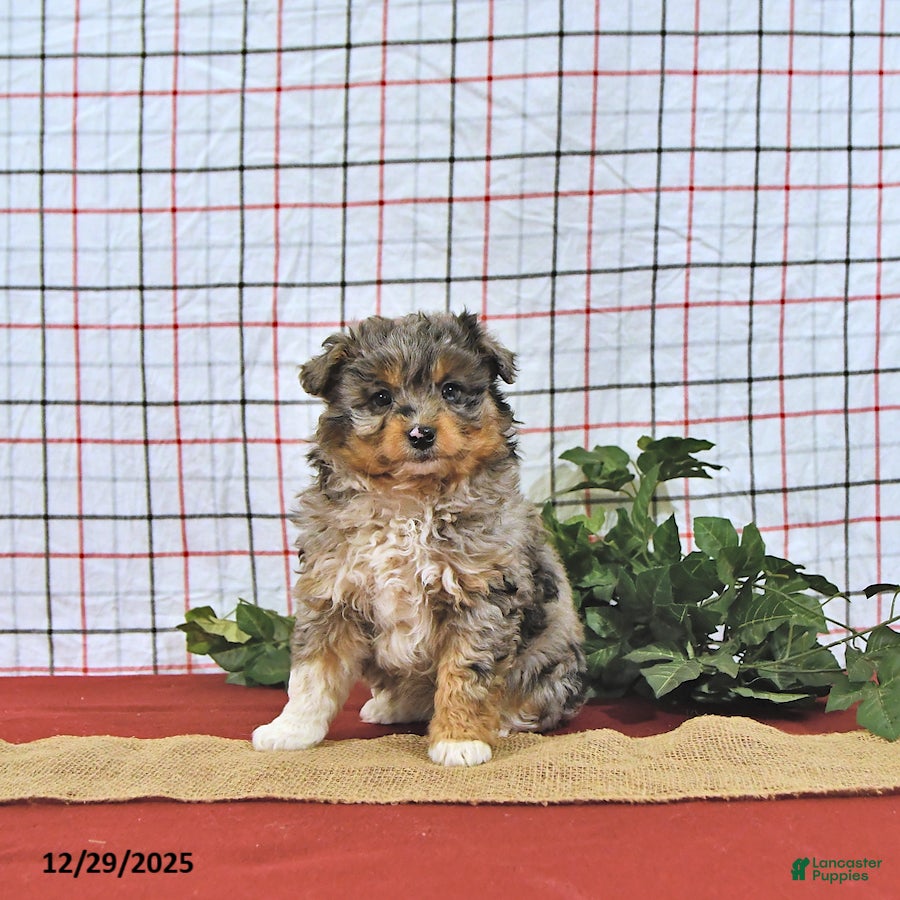 Mini Aussiedoodle dogs Angel EXTRA SMALL - Ad 9