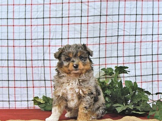 Mini Aussiedoodle dogs Angel EXTRA SMALL - Ad 9