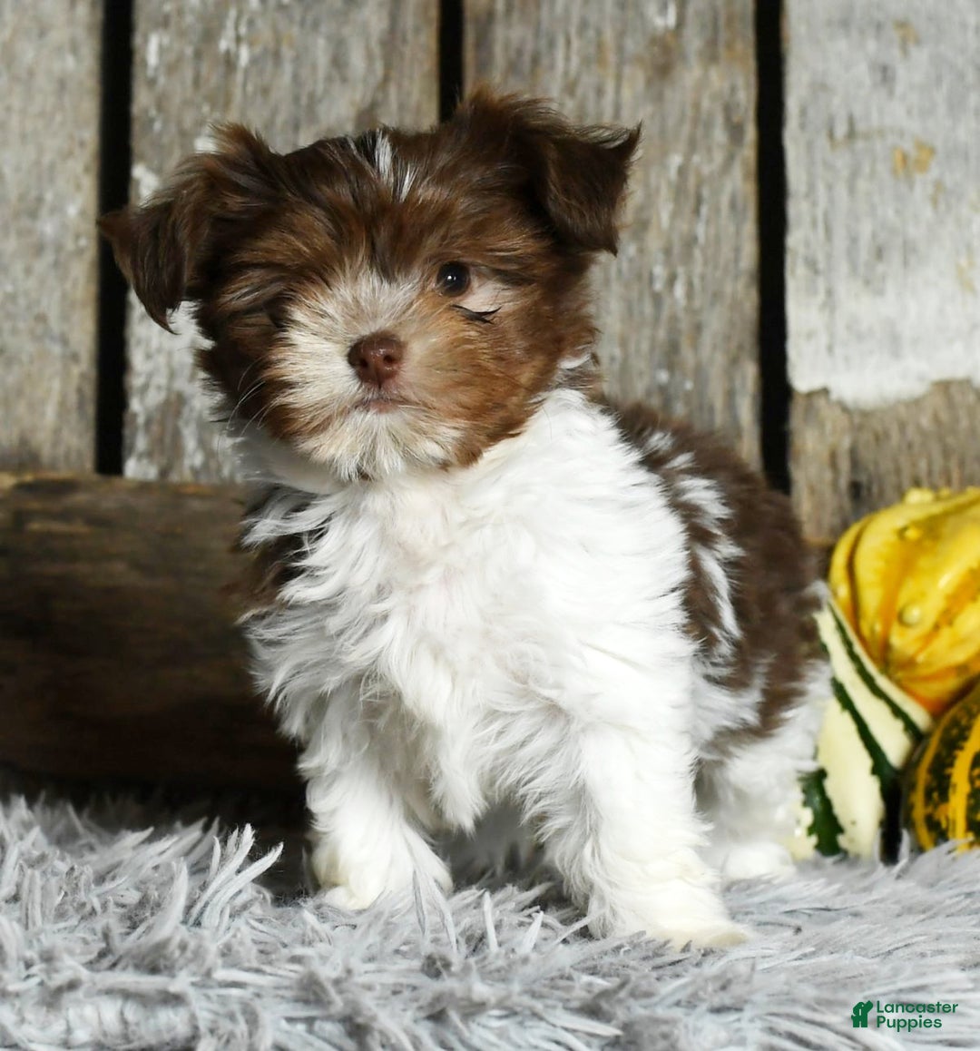 Havanese dogs for sale: Carolina - Ad 2