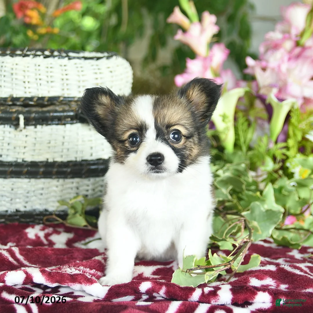 Papillon dogs for sale: Olivia  - Ad 2