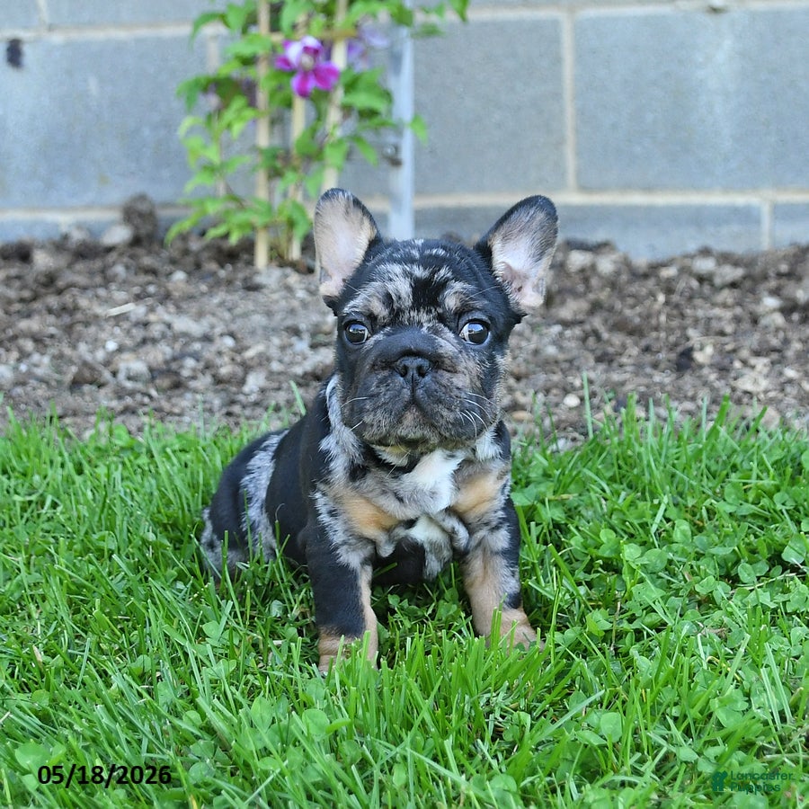 French Bulldog dogs Cleo - Ad 2