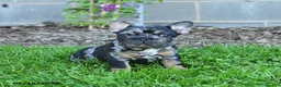 French Bulldog dogs for sale: Cleo - Ad 2