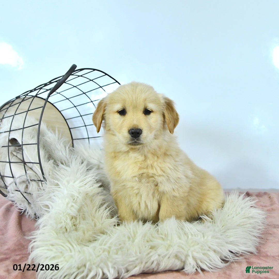 Golden Retriever dogs for sale: Sunnie - Ad 4