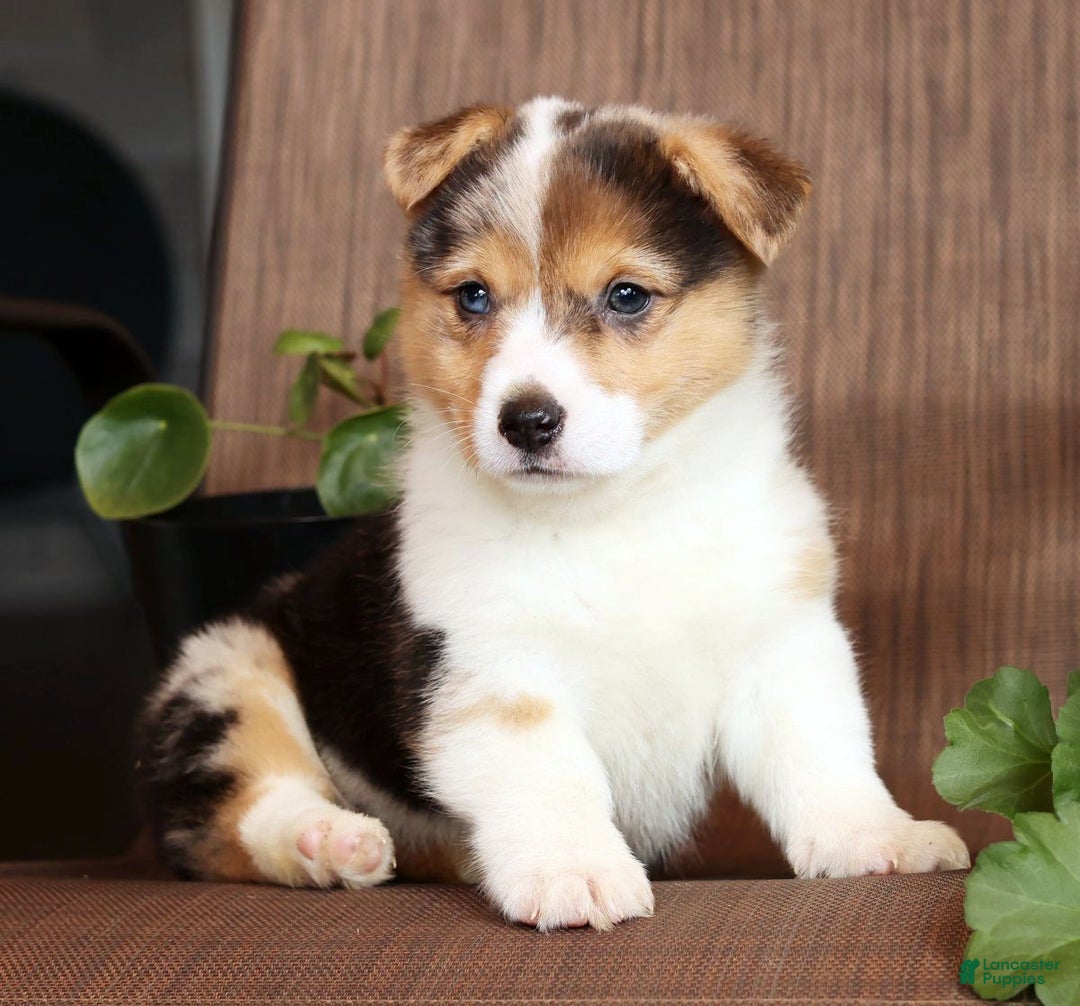 Welsh Corgi Pembroke dogs for sale: Chloe - Ad 2