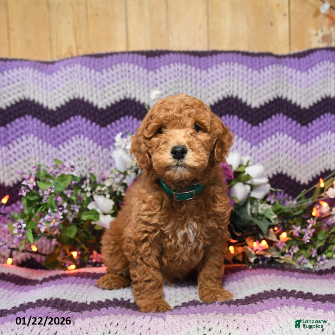Mini Goldendoodle dogs for sale: Milo - Ad 4