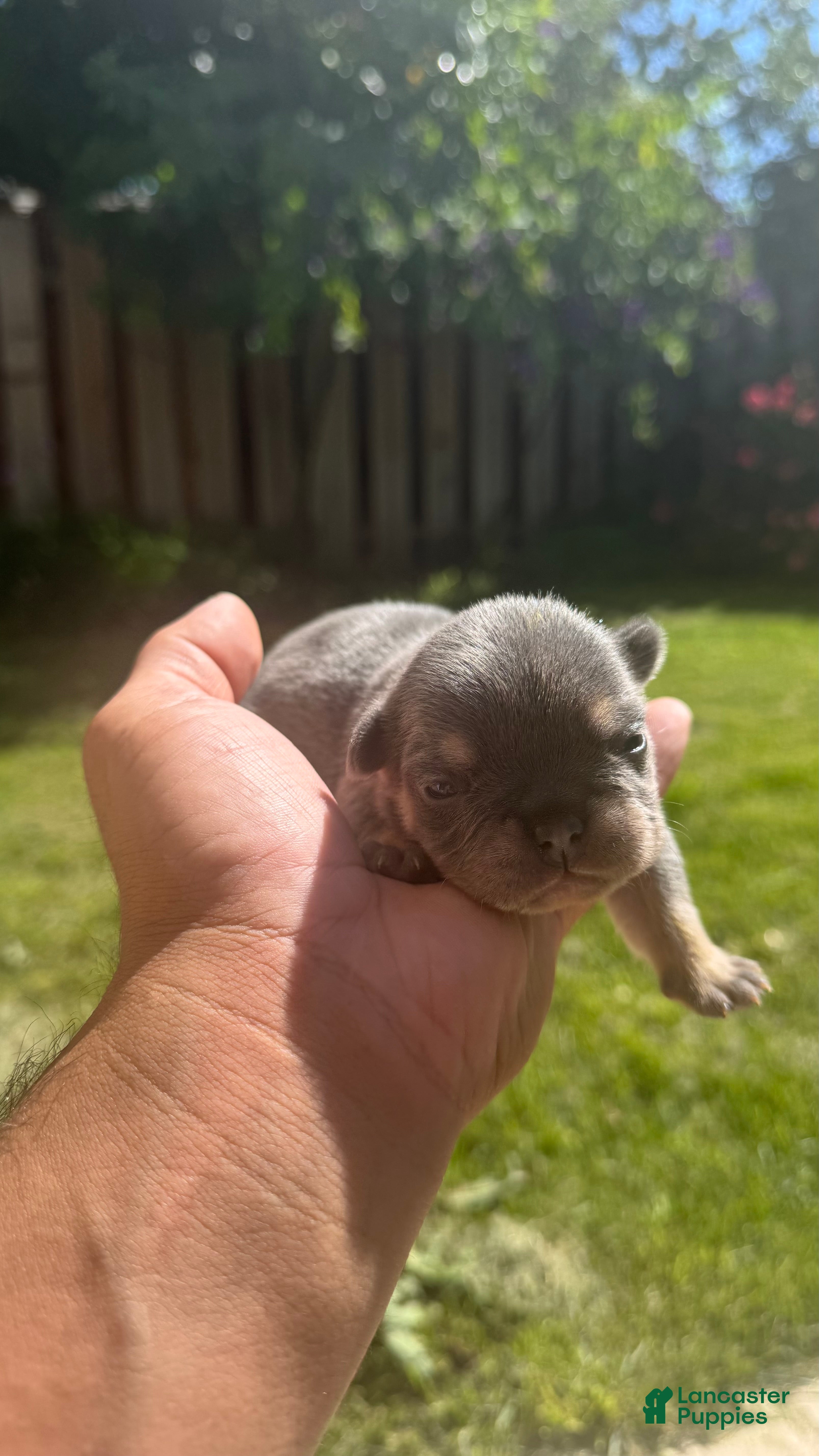 French Bulldog dogs Dior - Ad 36