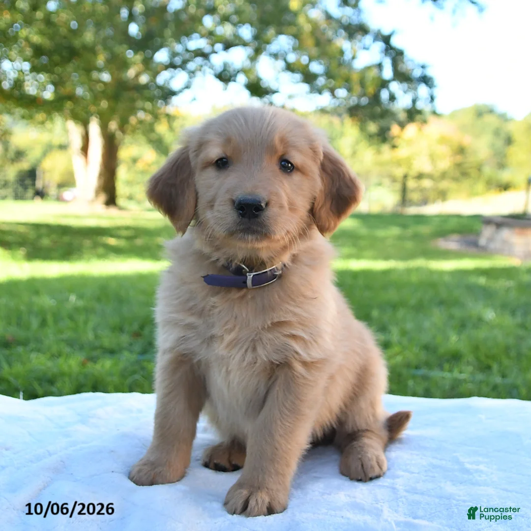 Golden Retriever dogs for sale: Autumn - Ad 1