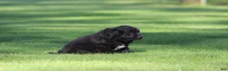 Newfoundland dogs for sale: Sailor - Ad 6