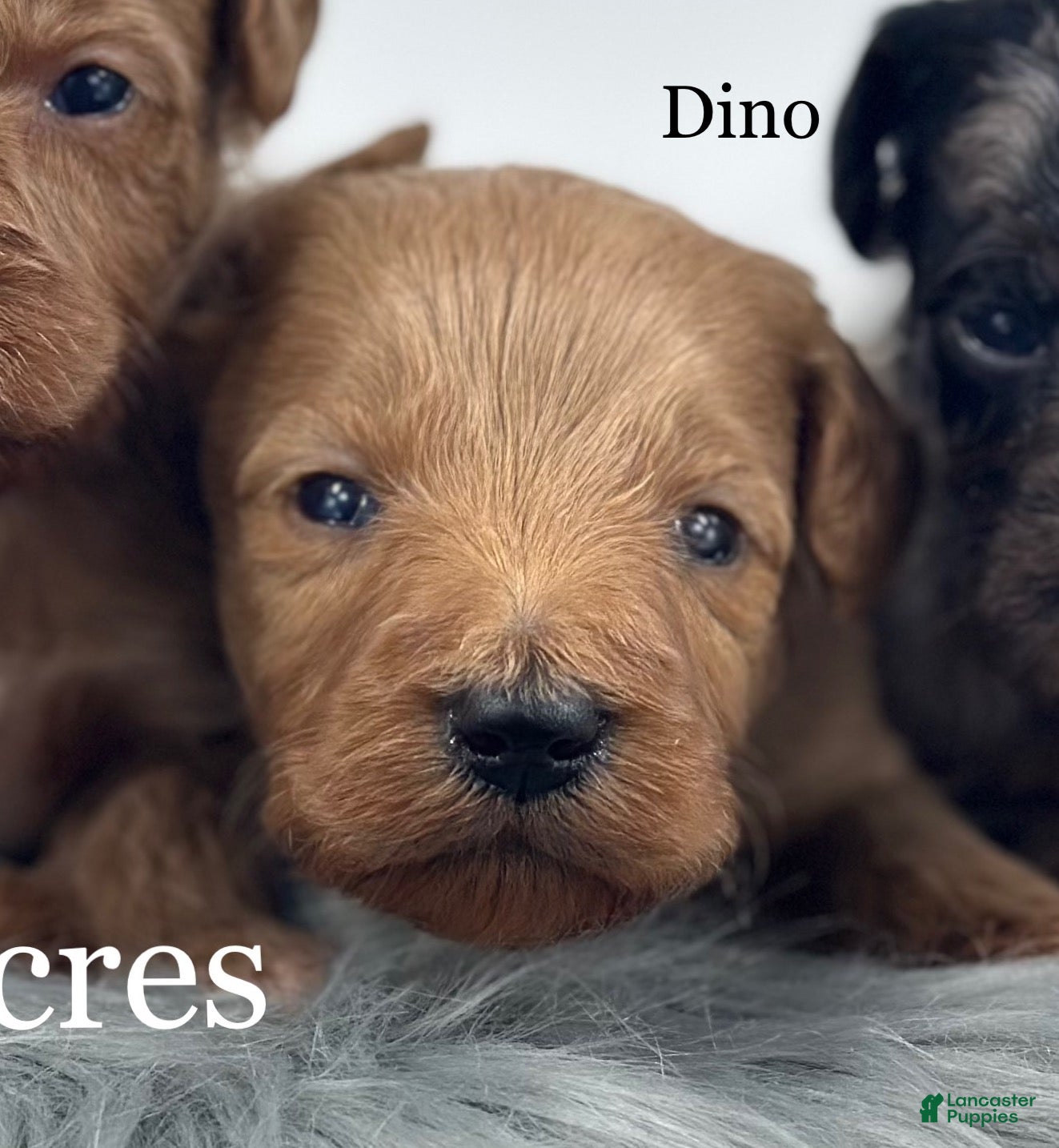 Goldendoodle dogs Dino - Ad 35