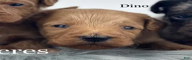 Dino