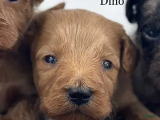 Goldendoodle dogs Dino - Ad 36