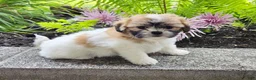 Teddy Bear dogs for sale: Sheila - Ad 3