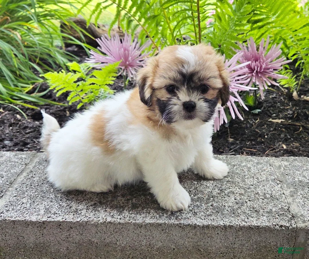 Teddy Bear dogs for sale: Sheila - Ad 3