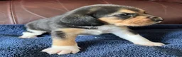 Beagle dogs for sale: Beagle 2 - Ad 26