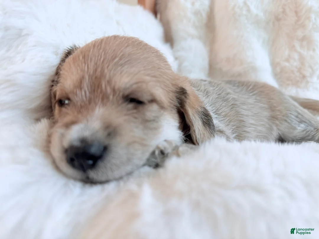 Mixed Breed dogs for sale: Leo  - Ad 2