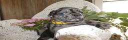 Pug dogs for sale: Pug 5 - Ad 5