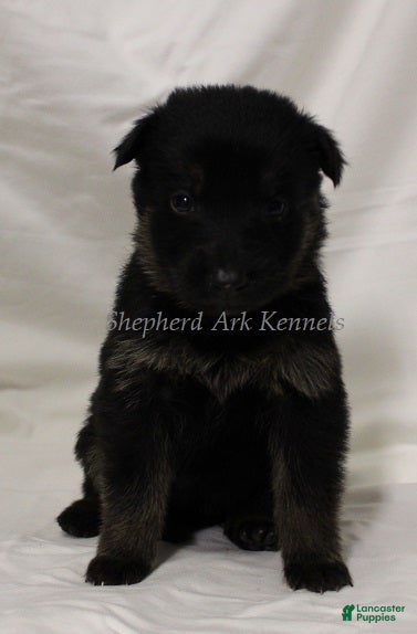 German Shepherd dogs German Shepherd Puppy 7 - Ad 13