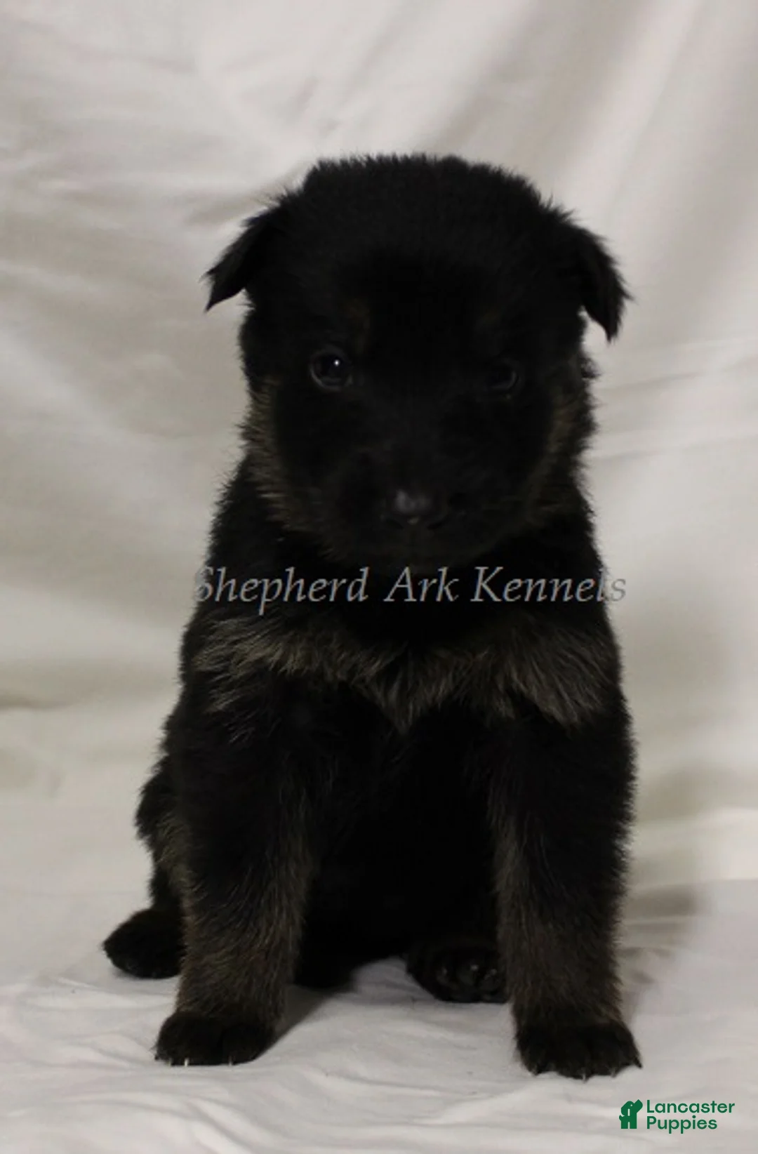 German Shepherd dogs for sale: German Shepherd Puppy 7 - Ad 1