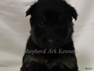 German Shepherd dogs German Shepherd Puppy 7 - Ad 22