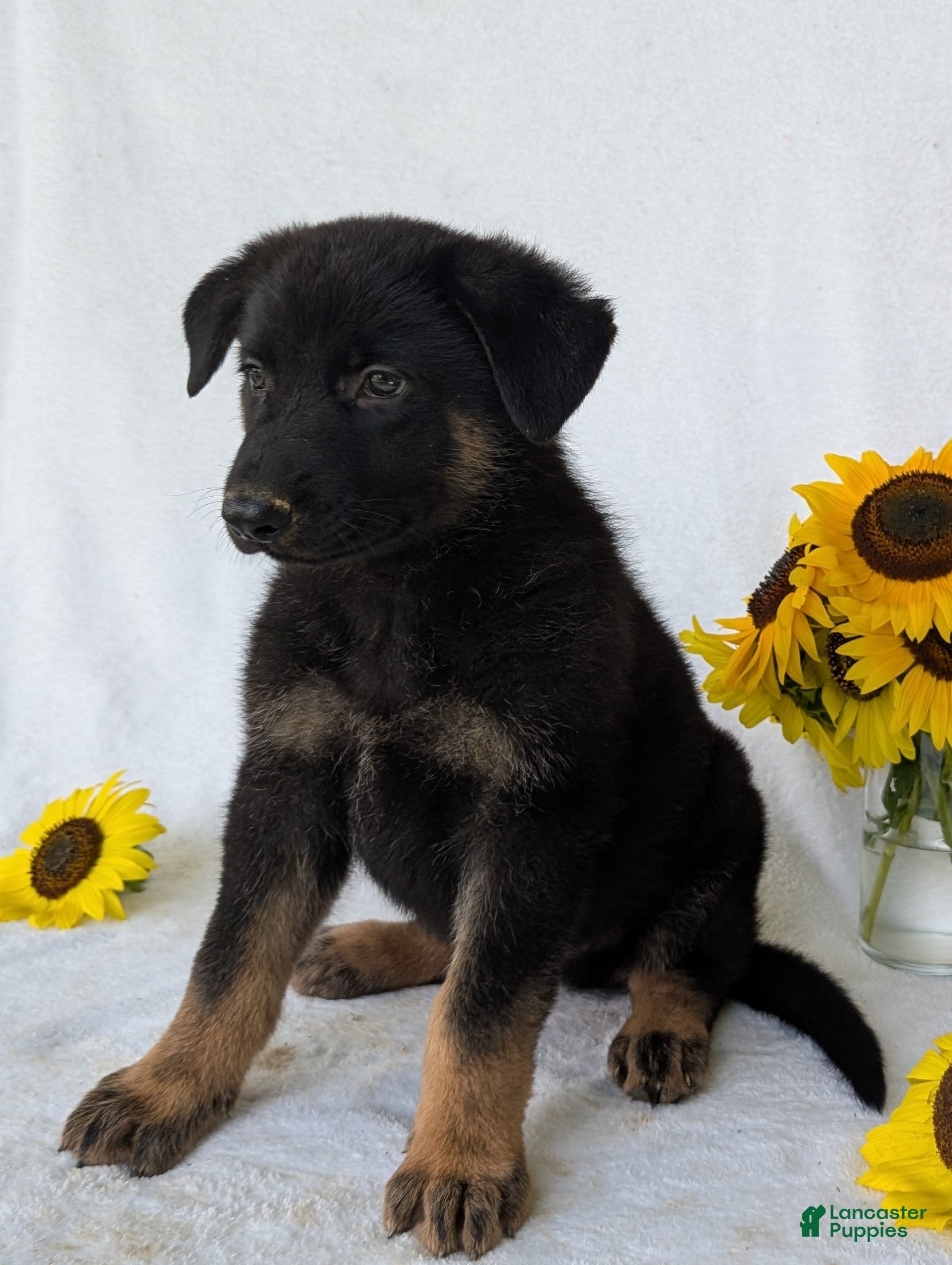 German Shepherd dogs Ben  - Ad 1