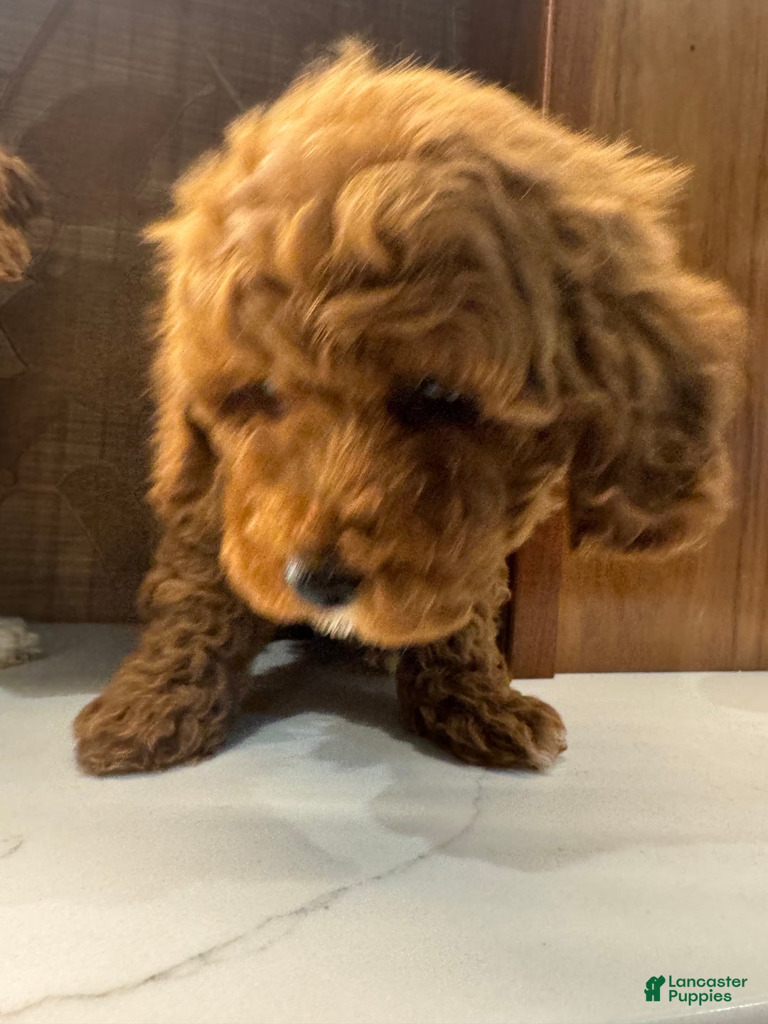 Toy Poodle dogs for sale: Cinnamon  - Ad 4