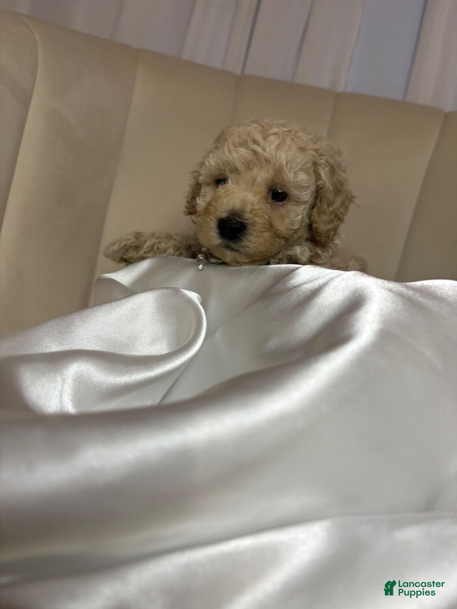 Toy Poodle dogs Toy Poodle Puppy 4 - Ad 1