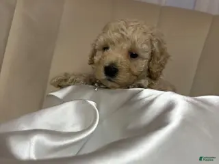 Toy Poodle dogs for sale: Toy Poodle Puppy 4 - Ad 2