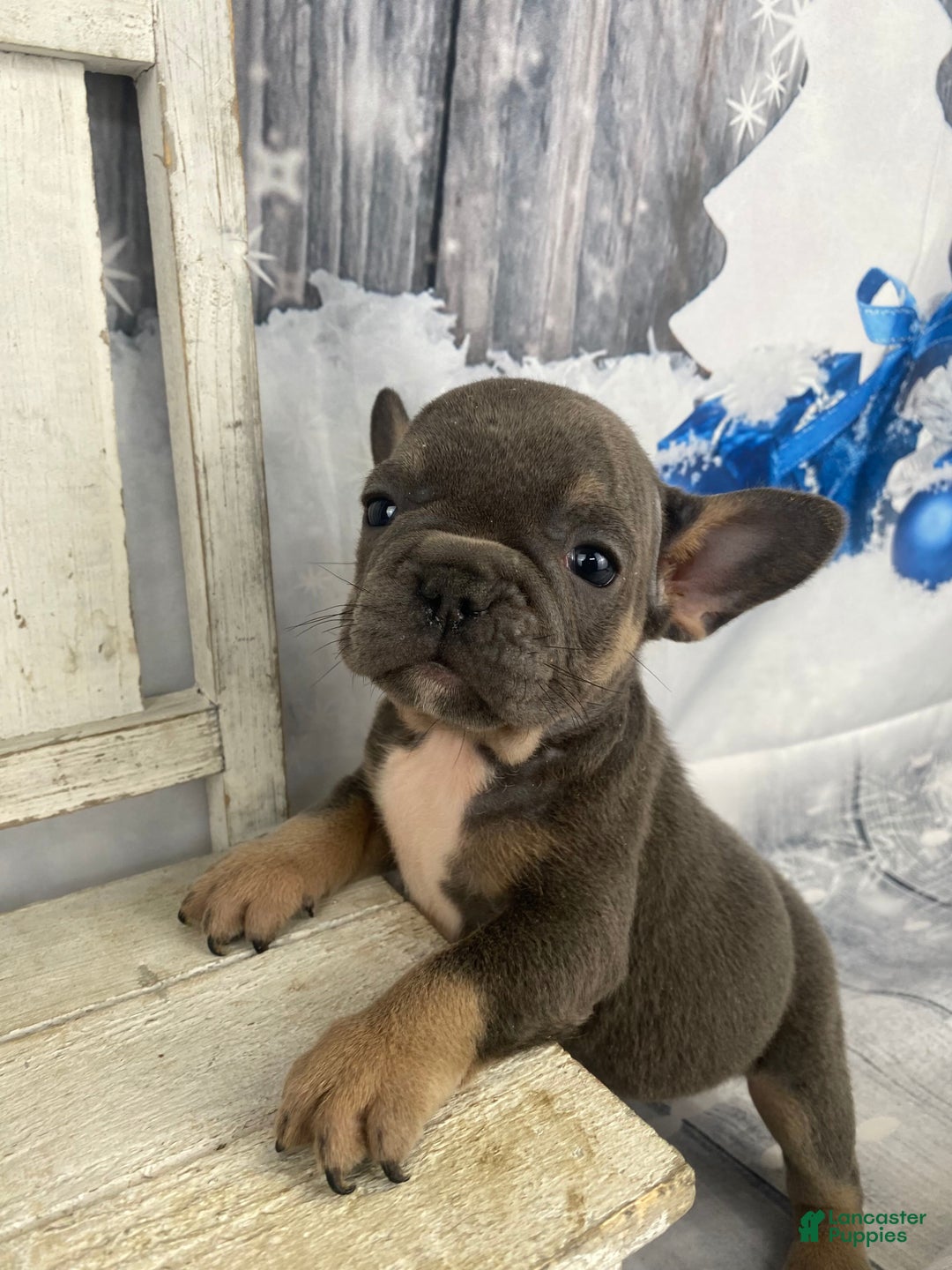 French Bulldog dogs for sale: Paisley - Ad 8