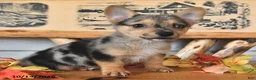Welsh Corgi Pembroke dogs for sale: Bubbles - Ad 1