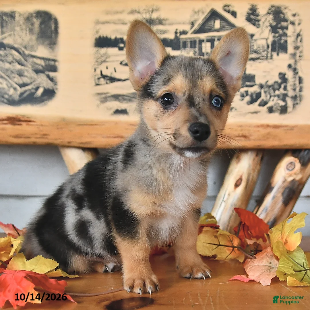 Welsh Corgi Pembroke dogs for sale: Bubbles - Ad 1