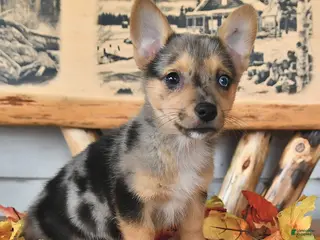 Welsh Corgi Pembroke dogs Bubbles - Ad 1