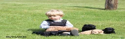 Miniature Poodle dogs for sale: Max - Ad 9