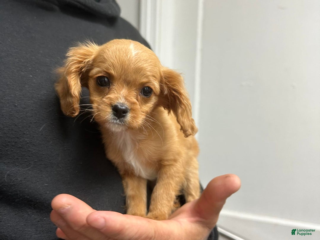 Gallery Image {{count}}